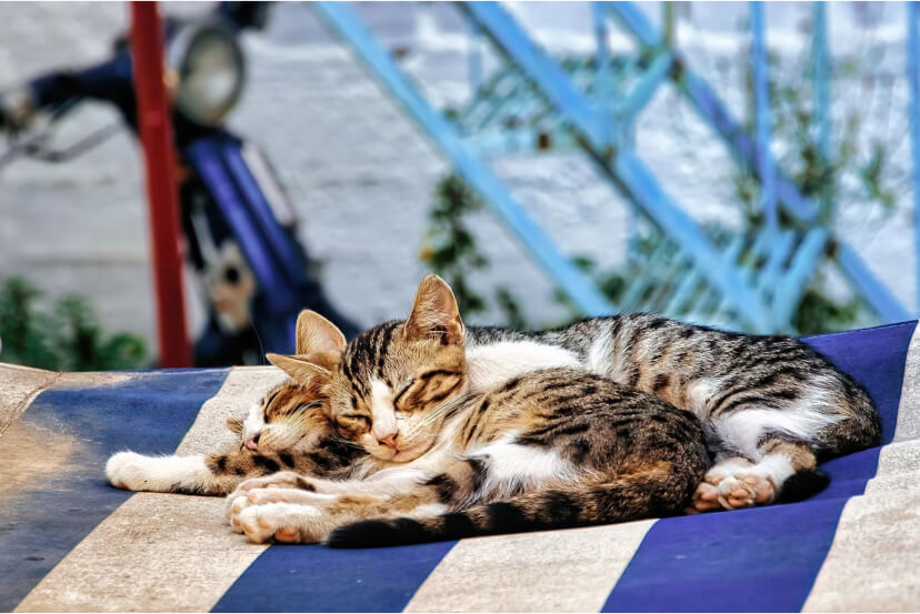 Understanding Zoonotic and Safeguarding Health